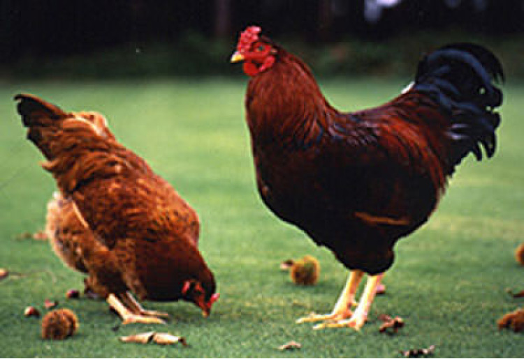 ■ 縁 YENISHI のコダワリ ■